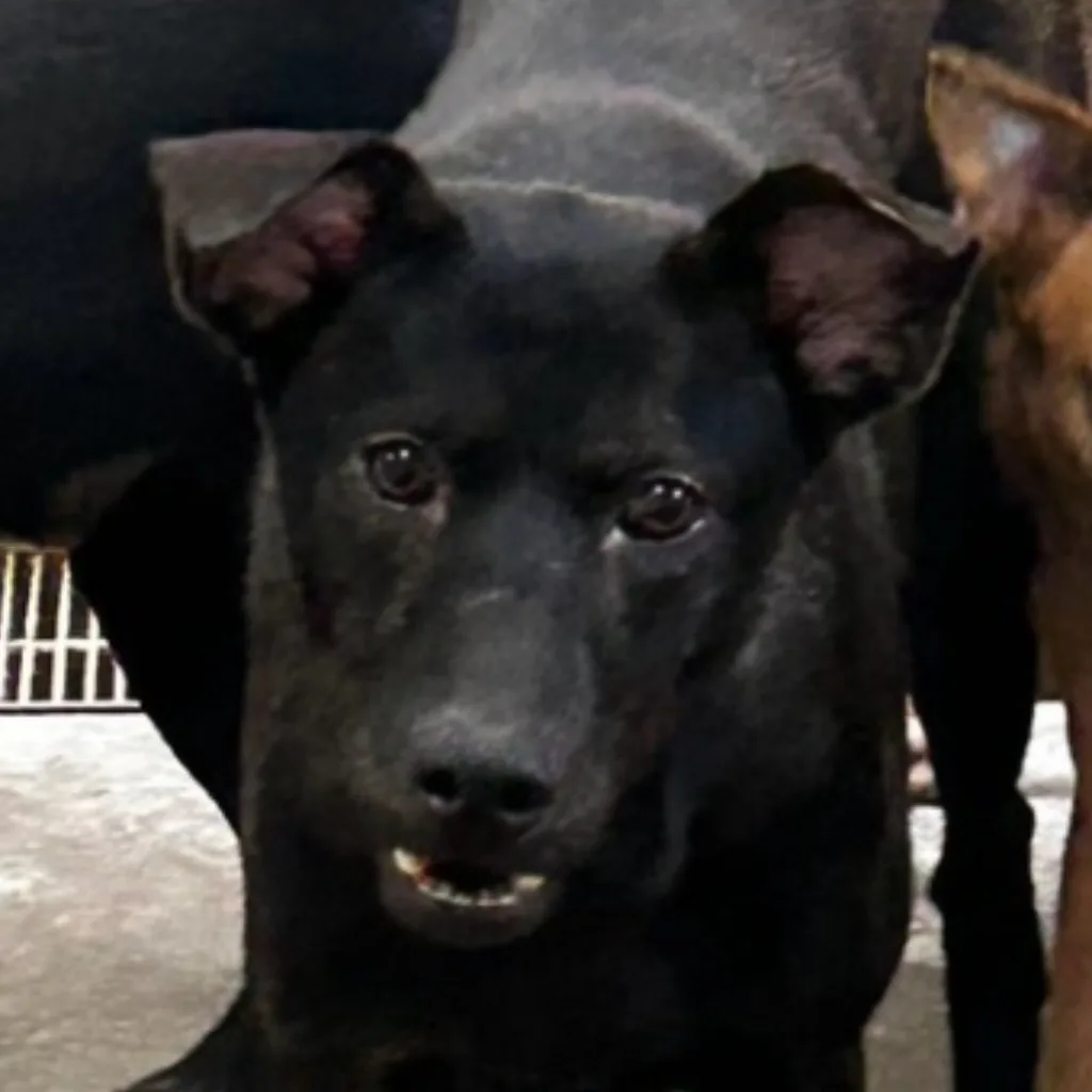 混種犬