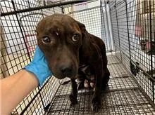 比特犬