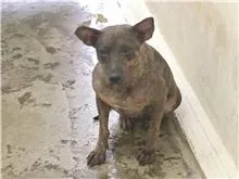 混種犬