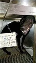混種犬