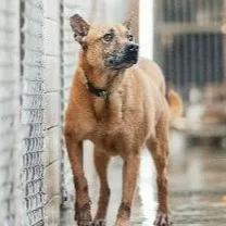混種犬