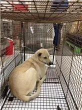 混種犬