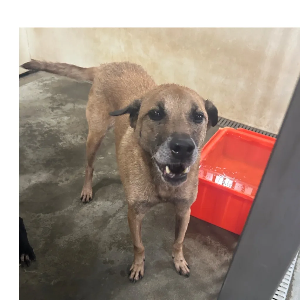 混種犬