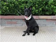 混種犬