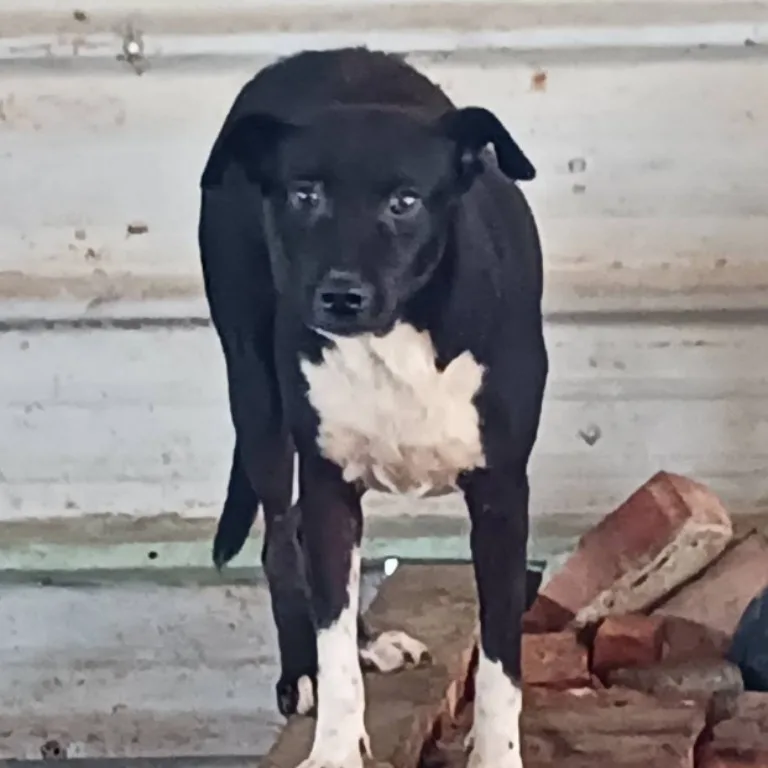 混種犬