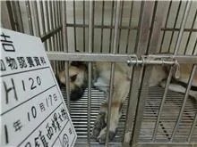 混種犬