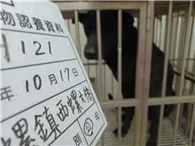 混種犬