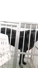 混種犬