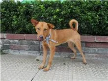 混種犬