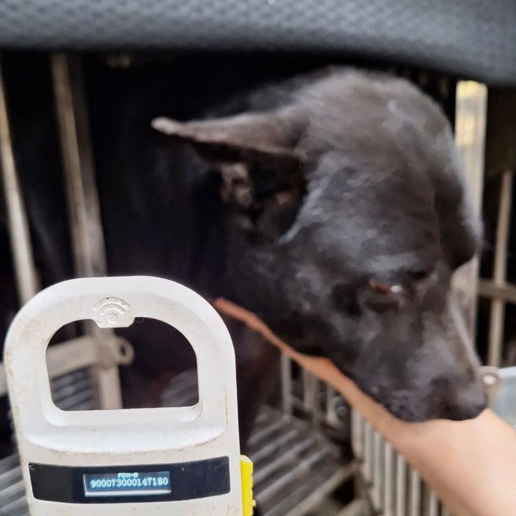 混種犬