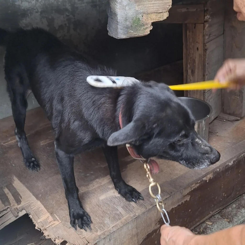混種犬