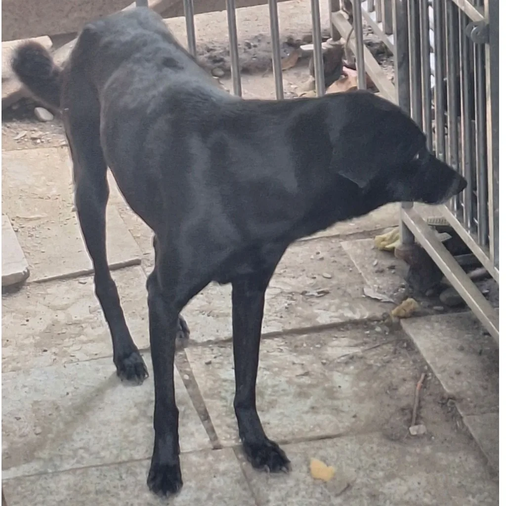 混種犬