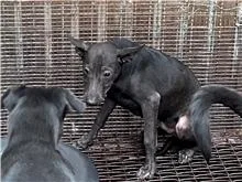 混種犬