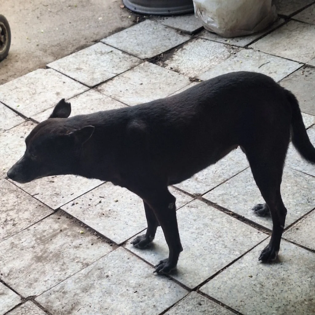 混種犬