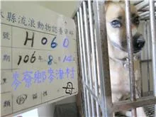 混種犬