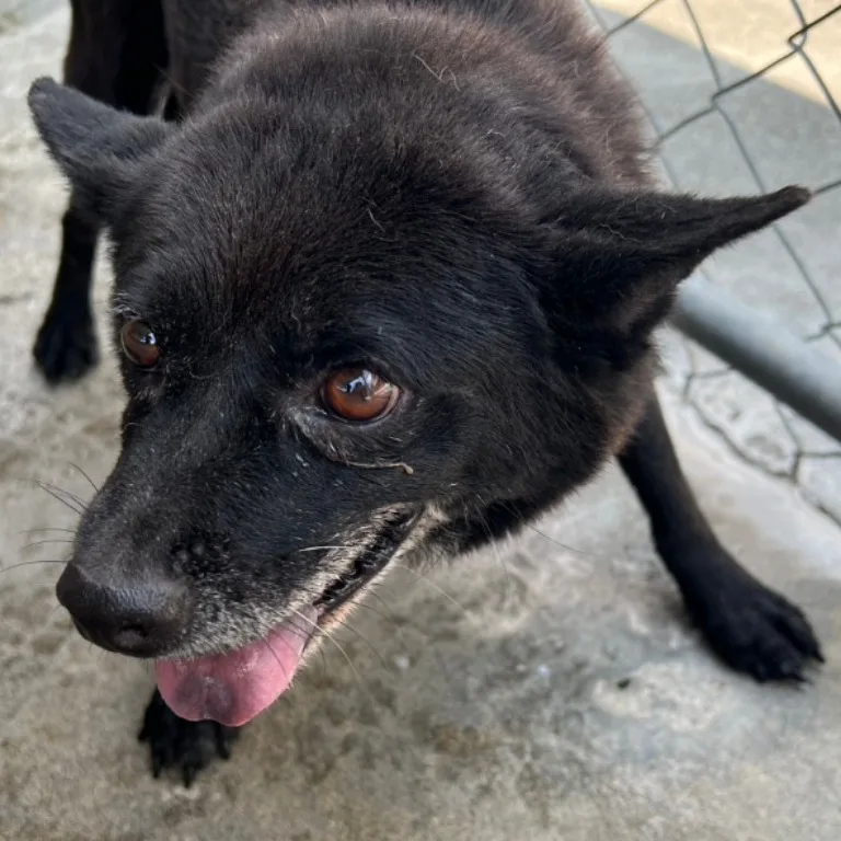 混種犬