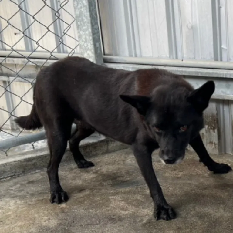 混種犬