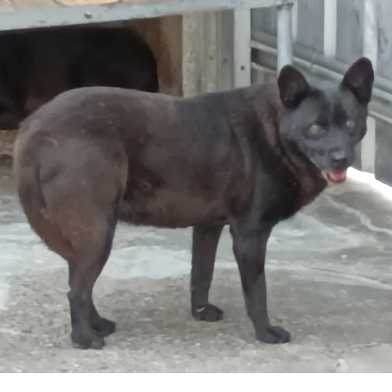 混種犬