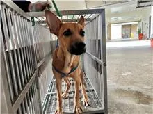 混種犬