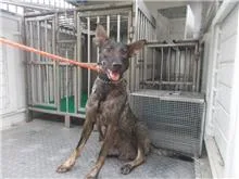 混種犬