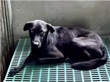 混種犬