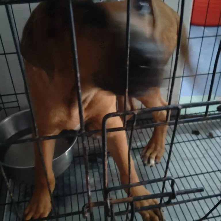 混種犬