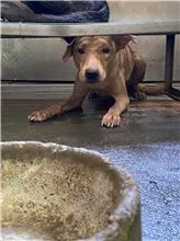 混種犬
