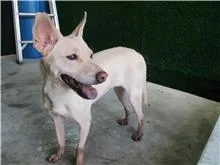 混種犬