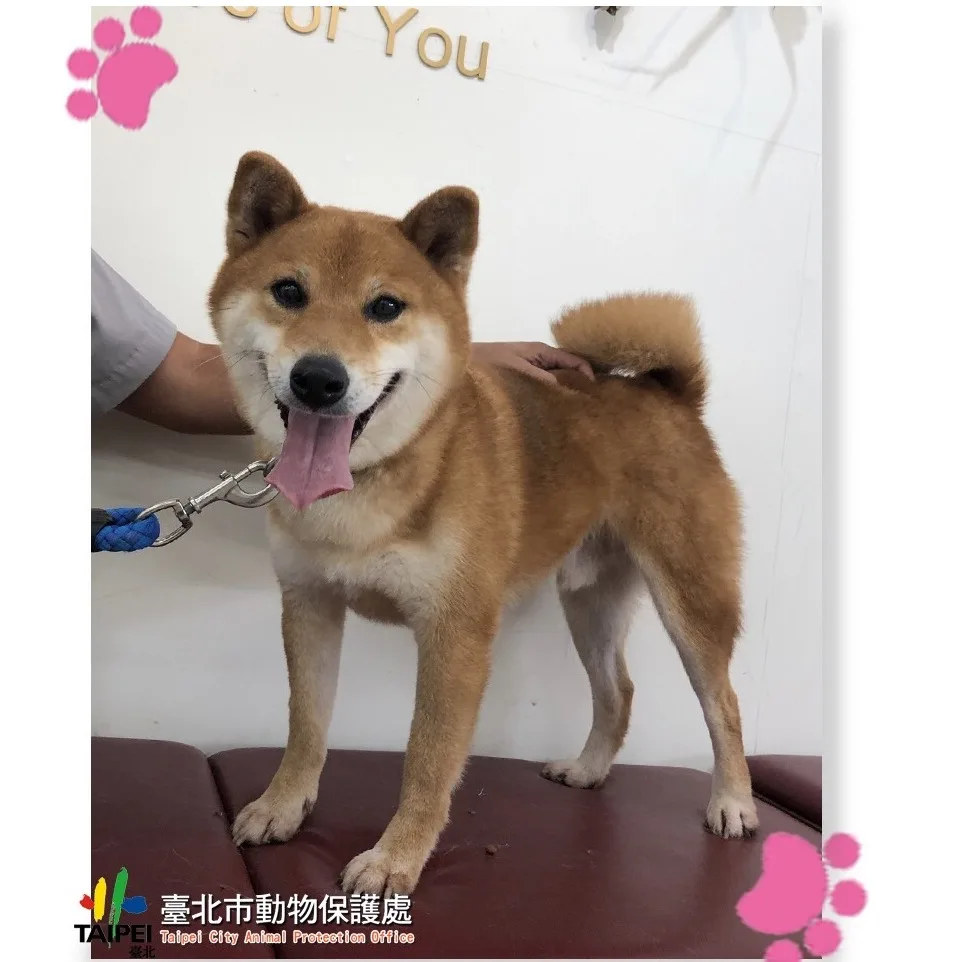 柴犬