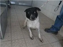混種犬