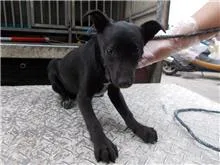 混種犬