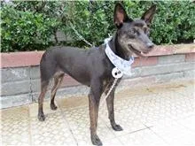 混種犬
