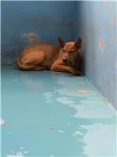 混種犬