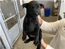 混種犬
