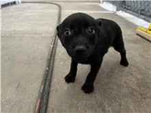 混種犬