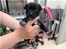 混種犬