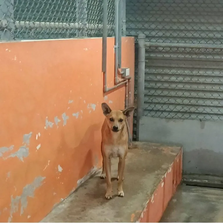 混種犬