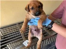 混種犬