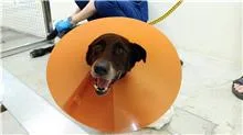 混種犬