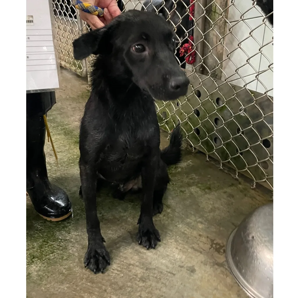 混種犬