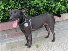 混種犬