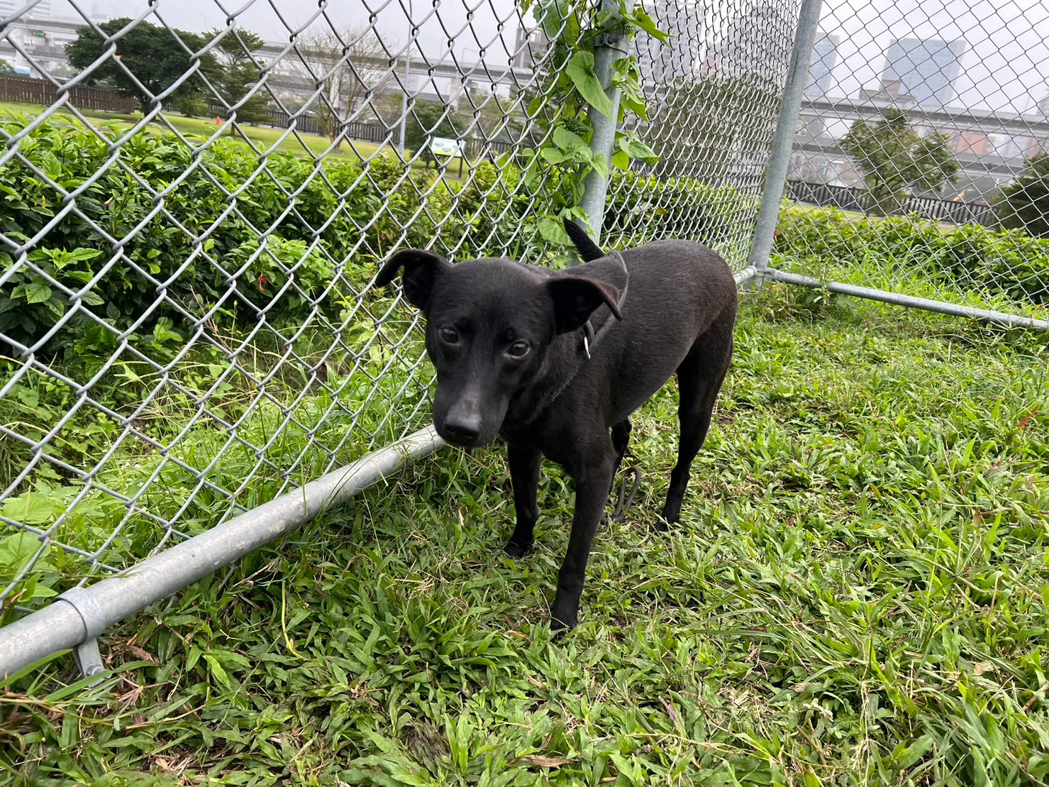 混種犬