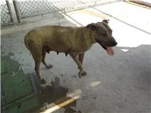 混種犬