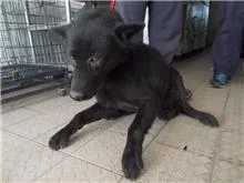 混種犬