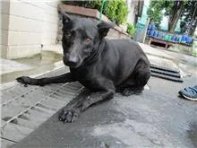 混種犬