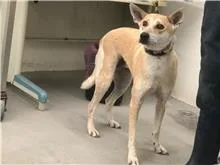 混種犬