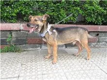 混種犬