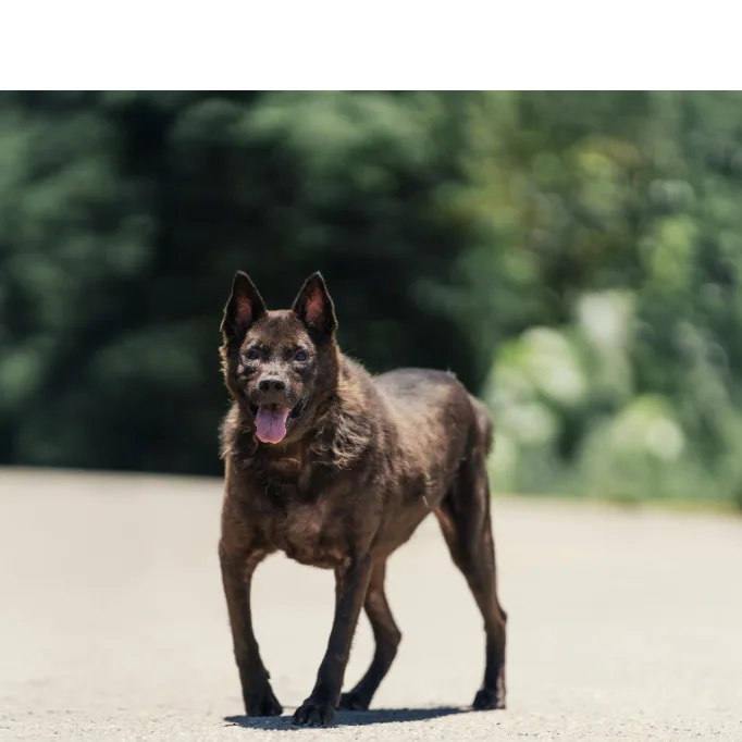 混種犬