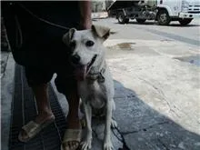 混種犬