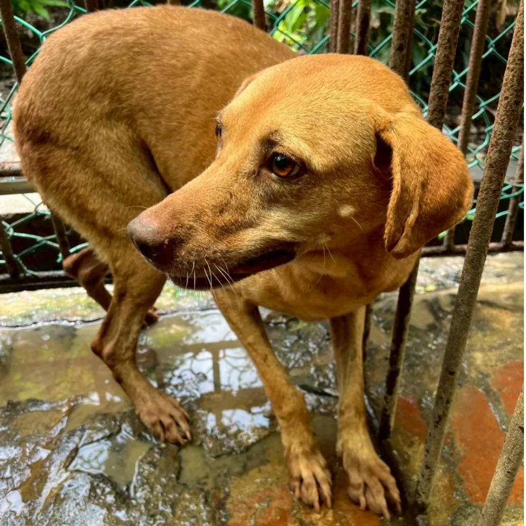 混種犬